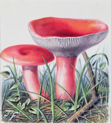 Étude de champignon
